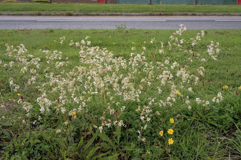 Silene vulgaris - © Charles Hipkin