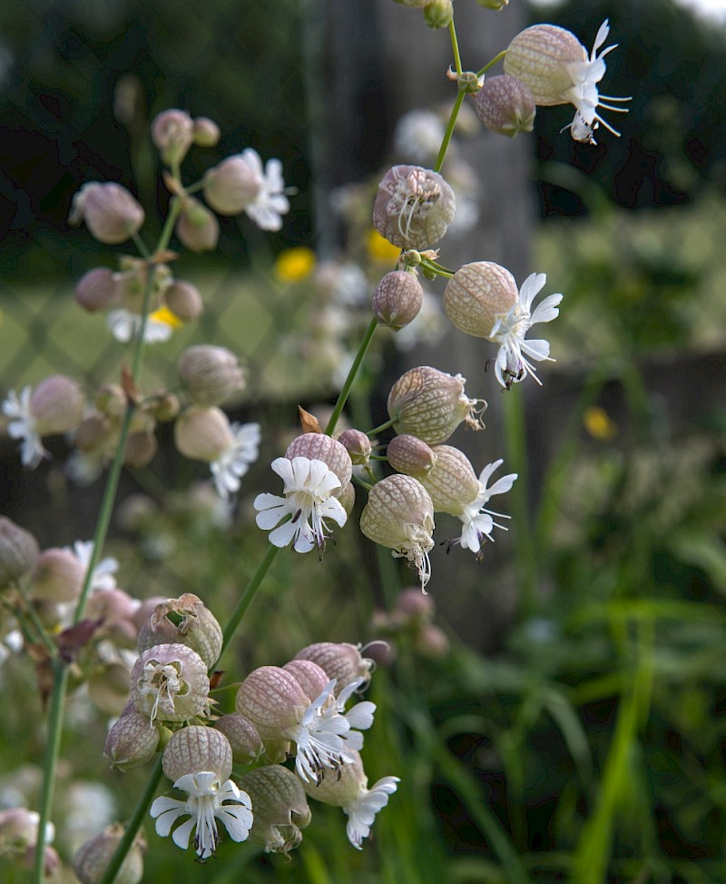 Silene vulgaris - © Charles Hipkin