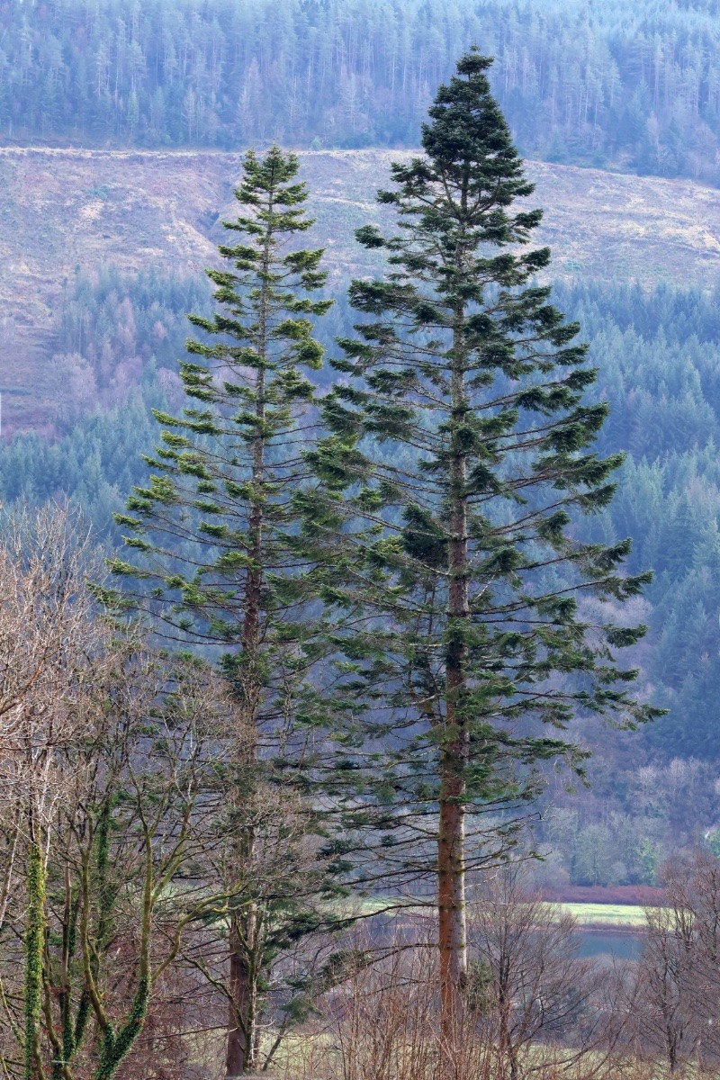 Abies alba - © Charles Hipkin