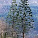 Abies alba