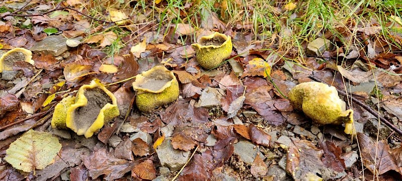 Scleroderma citrinum - © Barry Stewart