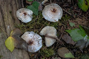 Lepiota cristata Stinking Dapperling