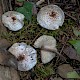 Lepiota cristata