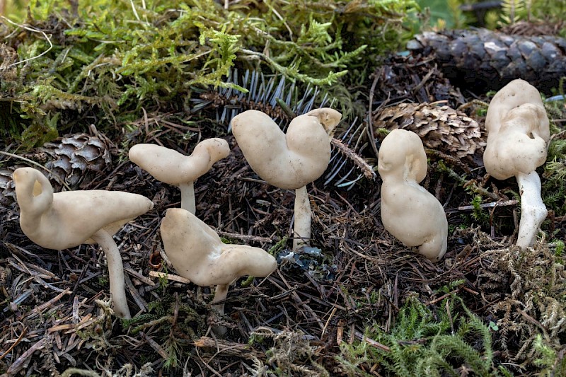 Helvella elastica - © Charles Hipkin