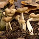 Helvella elastica