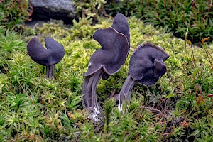 Helvella lacunosa Elfin Saddle