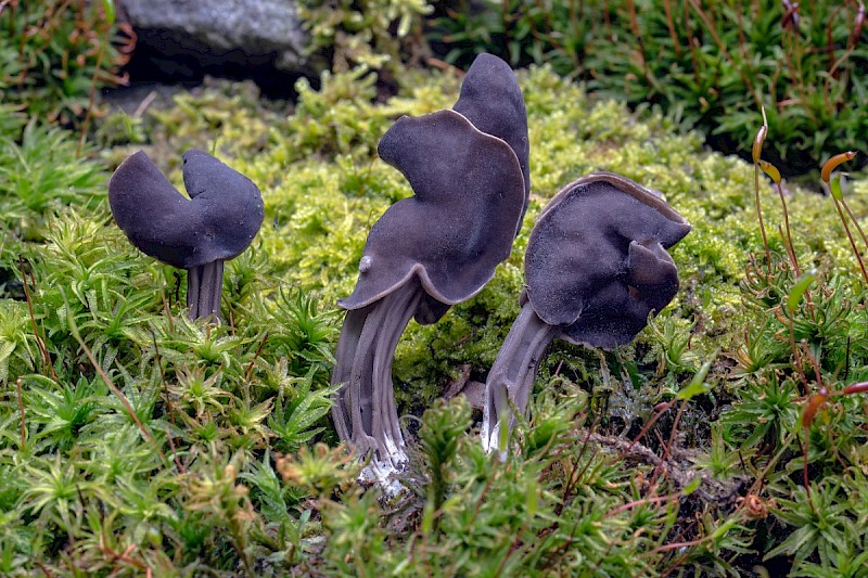 Helvella lacunosa - © Charles Hipkin