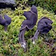 Helvella lacunosa