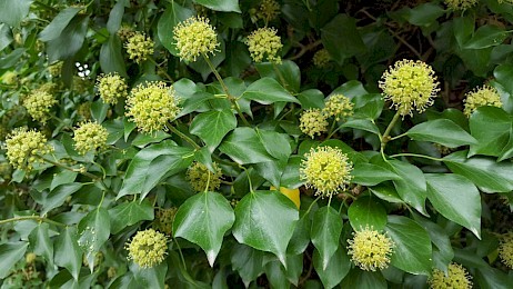 Hedera hibernica - © Barry Stewart