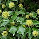 Hedera hibernica