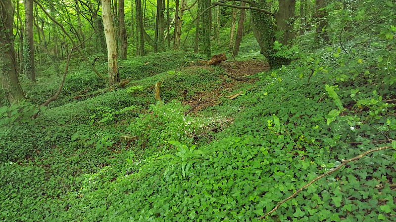 Hedera hibernica - © Barry Stewart