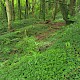 Hedera hibernica