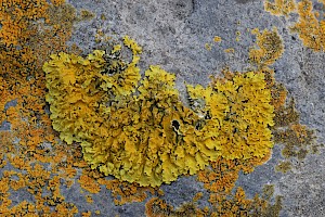 Xanthoria parietina Common Orange Lichen