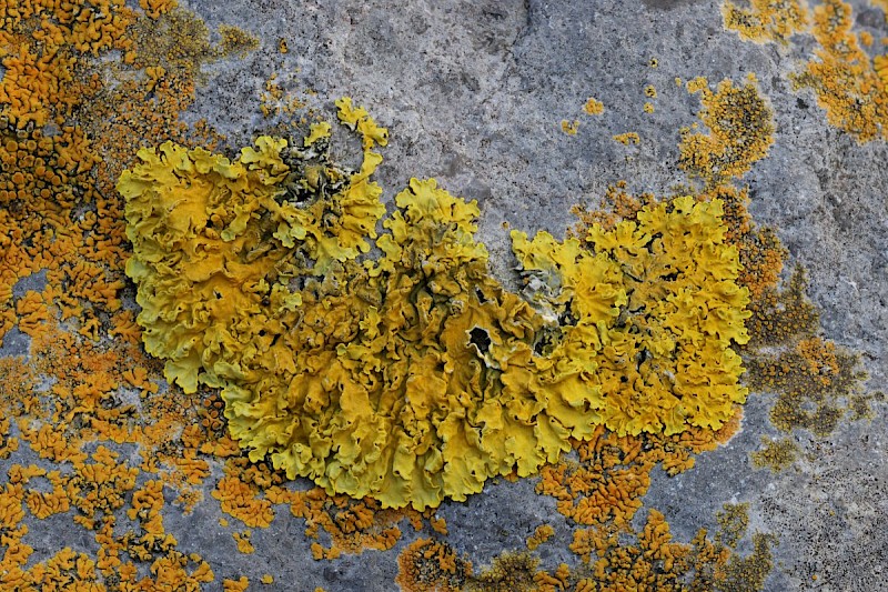 Xanthoria parietina - © Barry Stewart