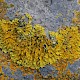 Xanthoria parietina