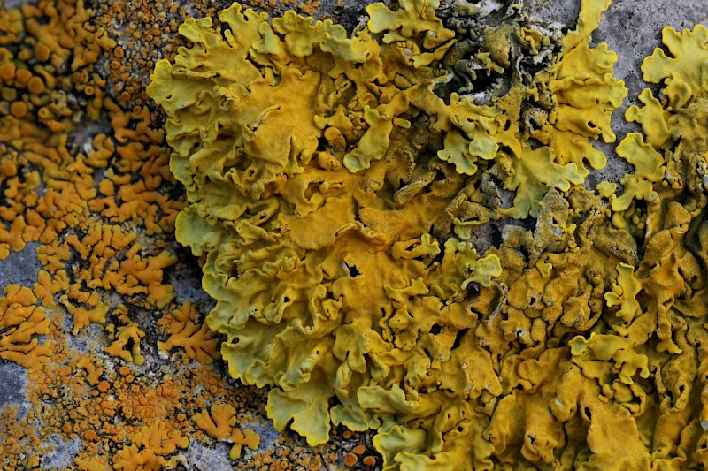 Xanthoria parietina - © Barry Stewart