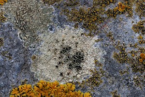 Myriolecis (Lecanora) actophila 