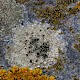 Myriolecis (Lecanora) actophila