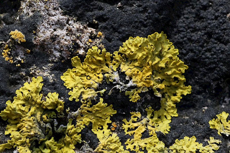 Xanthoria parietina - © Barry Stewart