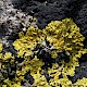 Xanthoria parietina