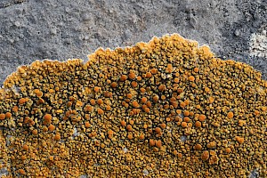 Caloplaca marina Orange Sea Lichen