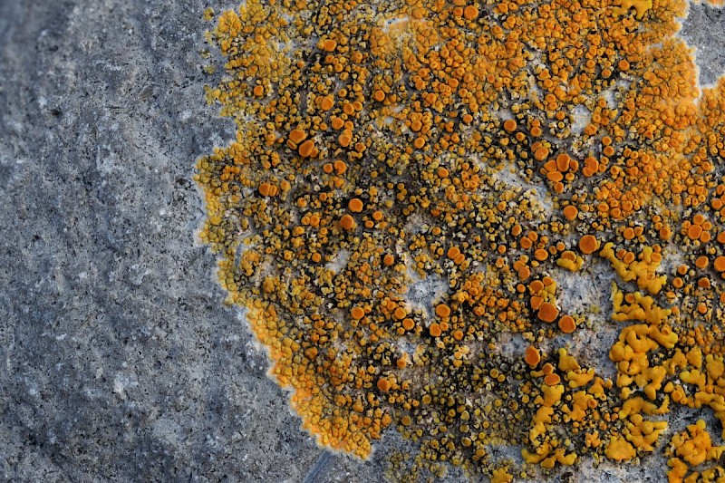 Caloplaca marina - © Barry Stewart