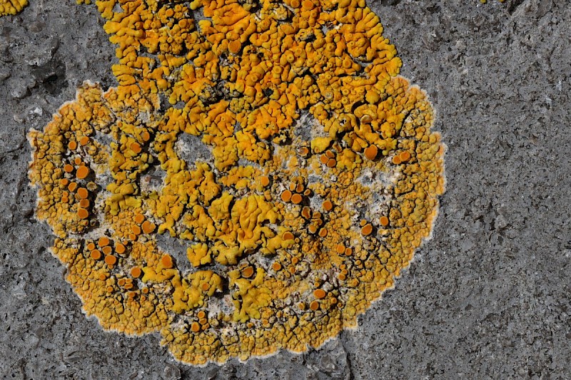 Caloplaca marina - © Barry Stewart