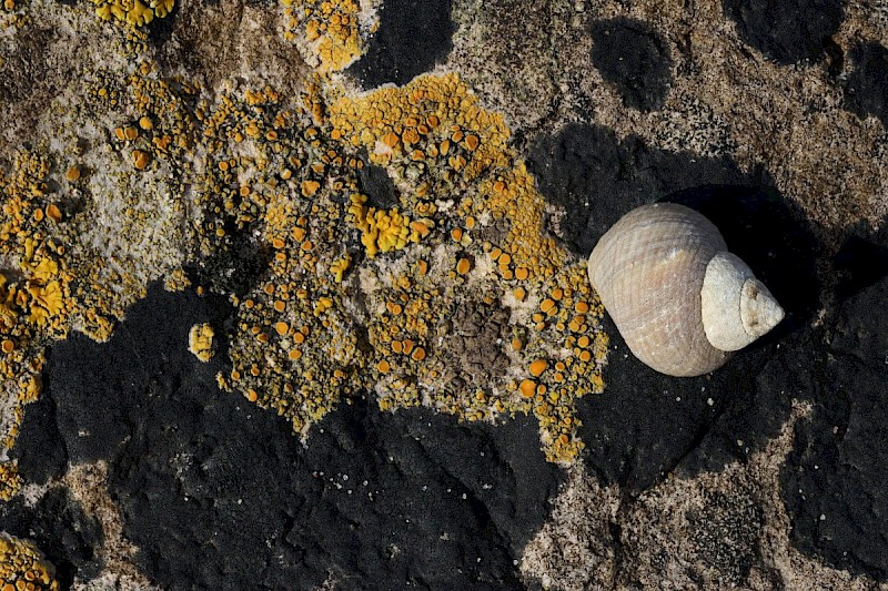 Caloplaca marina - © Barry Stewart