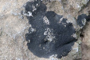 Hydropunctaria maura Tar Lichen