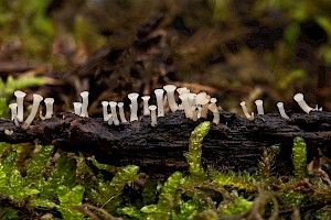 Cudoniella acicularis Oak Pin