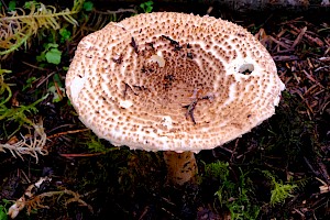 Echinoderma asperum Freckled Dapperling