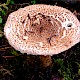 Echinoderma asperum