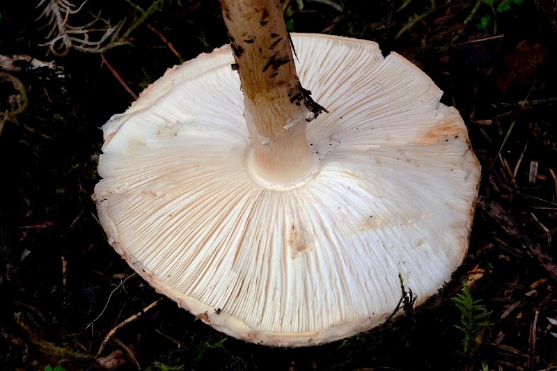 Echinoderma asperum - © Charles Hipkin