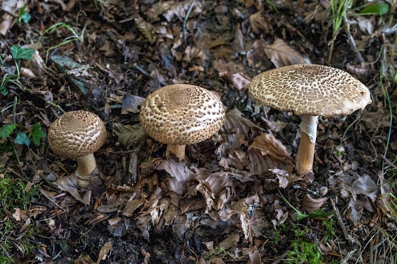 Echinoderma asperum - © Charles Hipkin