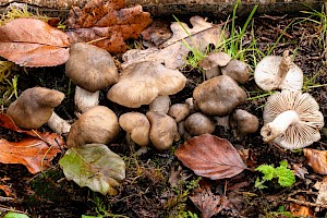 Entoloma lividoalbum 