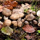 Entoloma lividoalbum