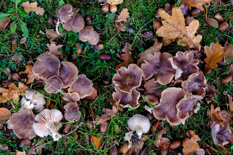 Entoloma lividoalbum - © Charles Hipkin