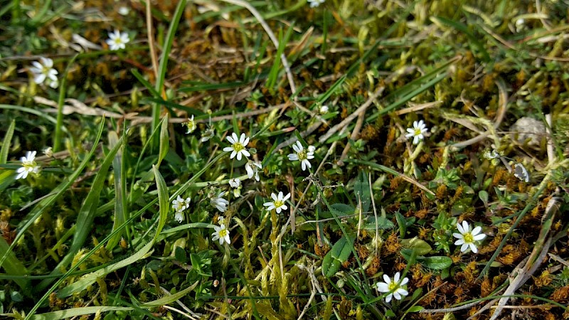 Erophila verna - © Barry Stewart