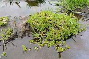 Montia fontana subsp. variabilis Blinks