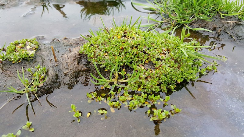 Montia fontana subsp. variabilis - © Barry Stewart