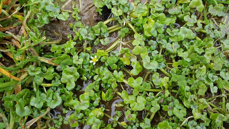 Ranunculus hederaceus - © Barry Stewart