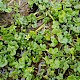 Ranunculus hederaceus