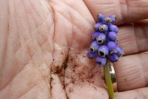 Antherospora hortensis 