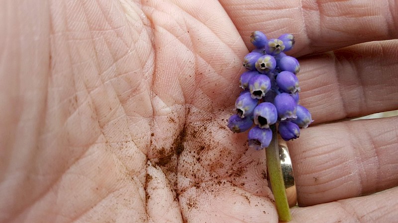 Antherospora hortensis - © Barry Stewart