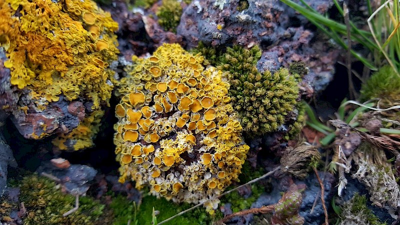 Xanthoria parietina - © Barry Stewart