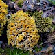 Xanthoria parietina