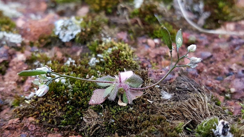 Erophila majuscula - © Barry Stewart