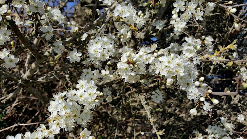 Prunus spinosa - © Barry Stewart