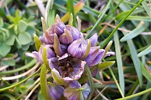 Floromycetaceae