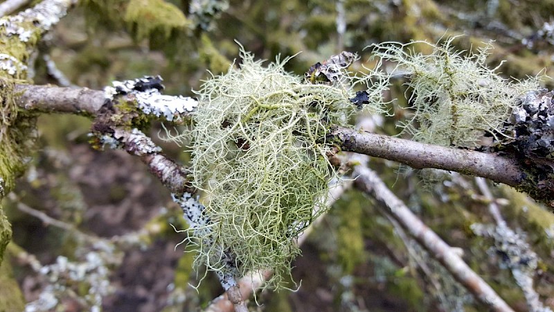 Usnea subfloridana - © Barry Stewart